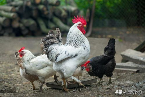 五种实用的家禽感冒中草药，农村养鸡人都收藏了