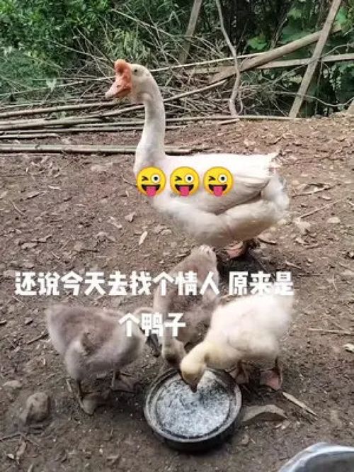 乡村光影里的生命律动 家禽家畜随手拍摄记
